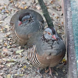 Barbary partridges (Alectoris barbara)
