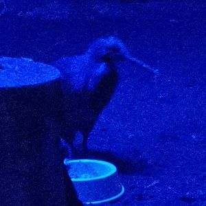 KIWI! Finally! Northern brown kiwi (Apteryx mantelli)