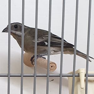 Stripe-headed tanager - Spindalis zena pretrei - female