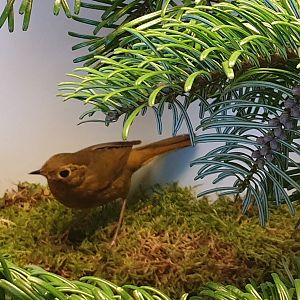 Golden bush-robin - female