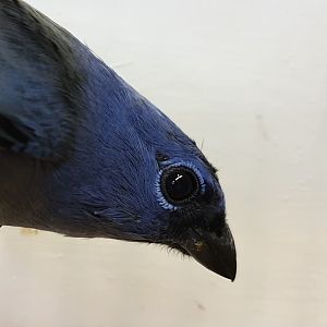 Yellow-winged tanager