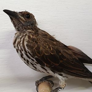 Amethyst starling - female