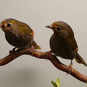 Emei Shan liocichla's