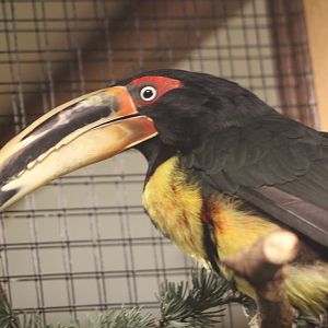 Pale-billed aracari