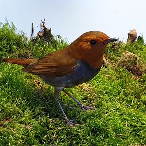 Japanese robin