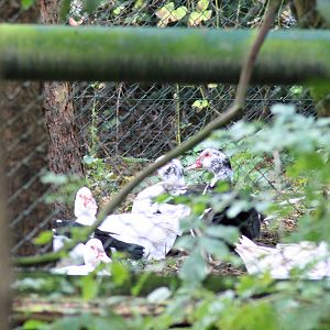 Domestic muscovy duck (Cairina moschata f. domestica)