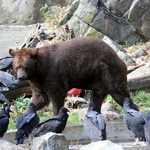 American black bear (Ursus americanus) with Black Vultures (Coragyps atratus)
