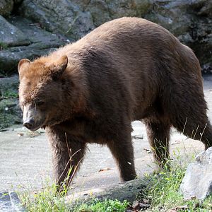 American black bear (Ursus americanus)