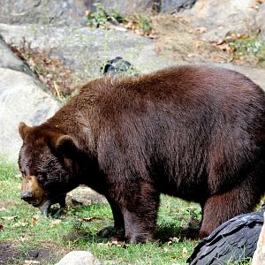 American black bear (Ursus americanus)