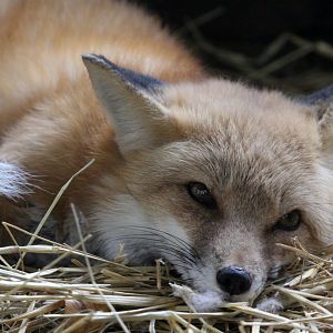 red fox (Vulpes vulpes)