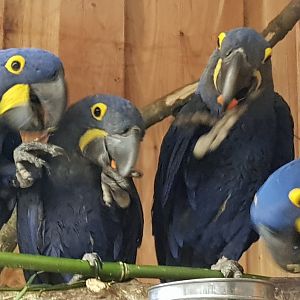 Hyacinth macaw feeding