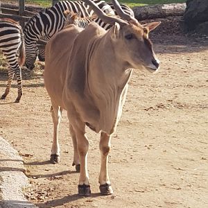 Eland bull