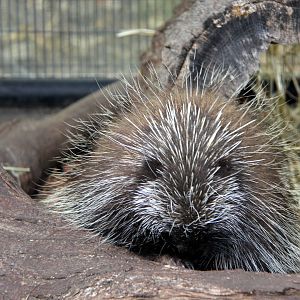 North American porcupine (Erethizon dorsatum)