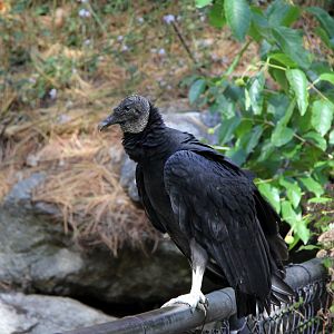wild Black Vulture (Coragyps atratus)