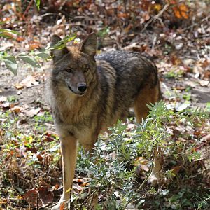 coyote (Canis latrans)