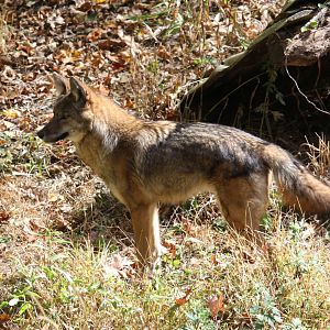 coyote (Canis latrans)