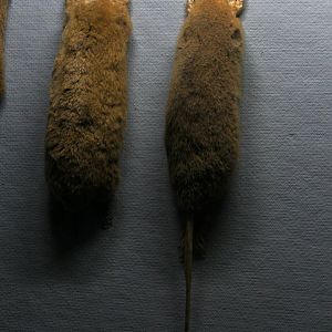 taxidermied eastern mole (Scalopus aquaticus) and star-nosed mole (Condylura cristata)