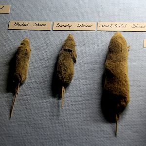 taxidermied masked shrew (Sorex cinereus), smoky shrew (Sorex fumeus) and northern short-tailed shrew (Blarina brevicauda)