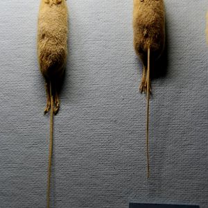 taxidermied woodland jumping mouse (Napaeozapus insignis) and meadow jumping mouse (Zapus hudsonius)