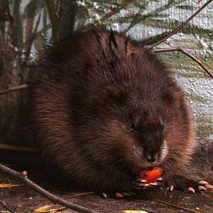 muskrat (Ondatra zibethicus) FINALLY!!!