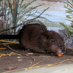 muskrat (Ondatra zibethicus) FINALLY!!!