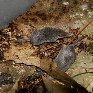 Etruscan or white-toothed pygmy shrew (Suncus etruscus)