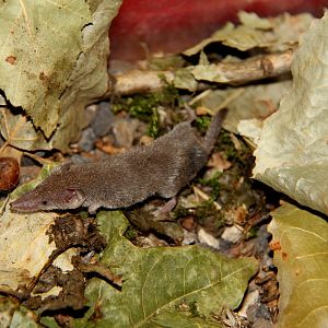 Etruscan or white-toothed pygmy shrew (Suncus etruscus)