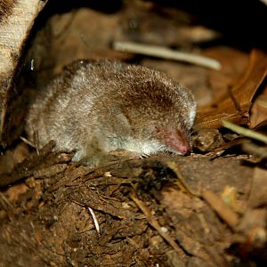 North American least shrew (Cryptotis parva) 2010