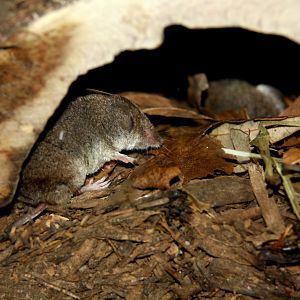 North American least shrew (Cryptotis parva) 2010