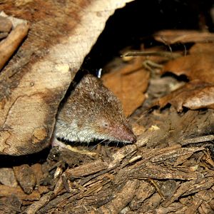 North American least shrew (Cryptotis parva) 2010