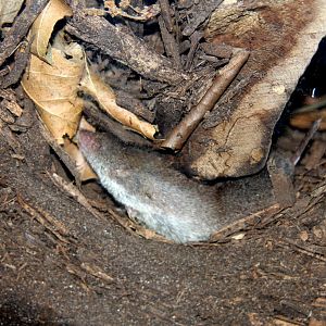 North American least shrew (Cryptotis parva) 2010