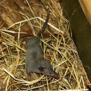 Indian musk or Asian house shrew (Suncus murinus) 2010