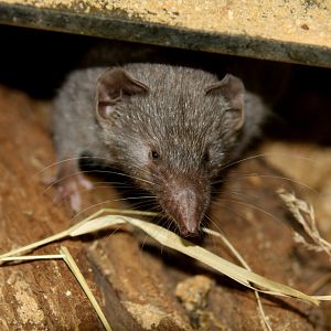 Indian musk or Asian house shrew (Suncus murinus) 2010