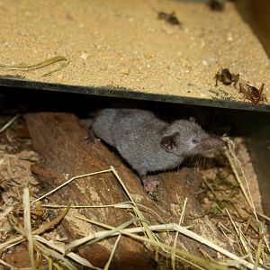 Indian musk or Asian house shrew (Suncus murinus) 2010