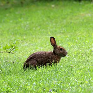 snowshoe hare (Lepus americanus)