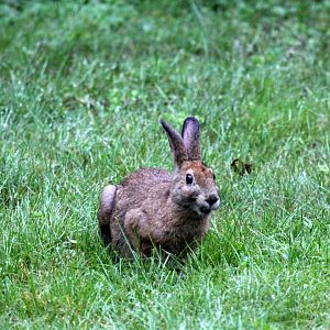 snowshoe hare (Lepus americanus)