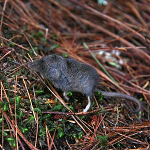 long-tailed shrew or rock shrew (Sorex dispar)