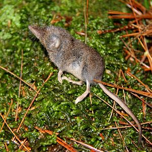 long-tailed shrew or rock shrew (Sorex dispar)