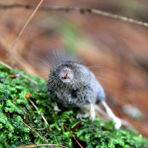 long-tailed shrew or rock shrew (Sorex dispar)