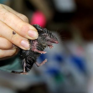 northern short-tailed shrew (Blarina brevicauda)