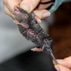 northern short-tailed shrew (Blarina brevicauda)