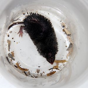 northern short-tailed shrew (Blarina brevicauda)