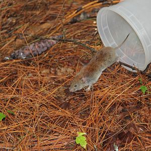 southern red-backed vole or Gapper's red-backed vole (Myodes gapperi)