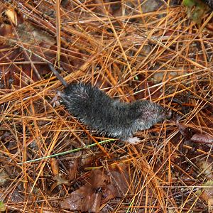 northern short-tailed shrew (Blarina brevicauda)