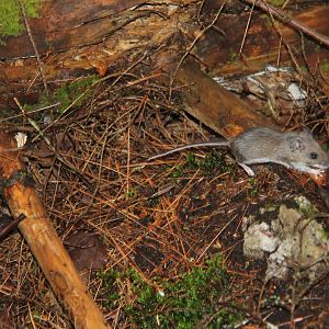 Deer mouse (Peromyscus maniculatus)