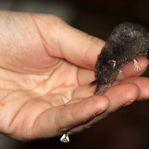 long-tailed shrew or rock shrew (Sorex dispar)
