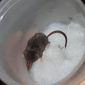 long-tailed shrew or rock shrew (Sorex dispar)