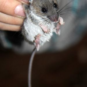 Deer mouse (Peromyscus maniculatus)