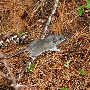 Deer mouse (Peromyscus maniculatus)