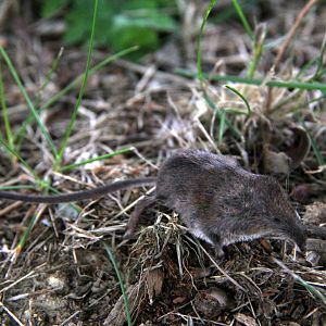 masked shrew (Sorex cinereus)